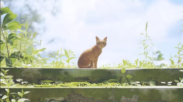 《迷失》发行商联合慈善机构帮助现实流浪猫