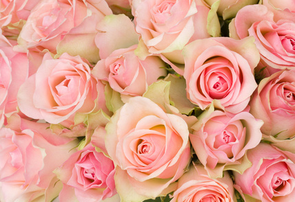 12朵粉红玫瑰花语（12朵粉红玫瑰花语是什么）