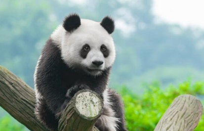 大熊猫是猫吗(大熊猫实际上不是猫，它是中国稀有的保护动物)