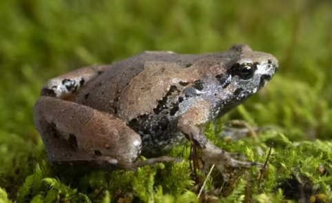 安徽发现蛙类新种（安徽发现蛙类新种，有哪些蛙类）