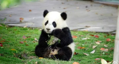 四川女子回娘家屋旁偶遇大熊猫(四川女子回娘家，屋旁偶遇大熊猫，是真的吗)