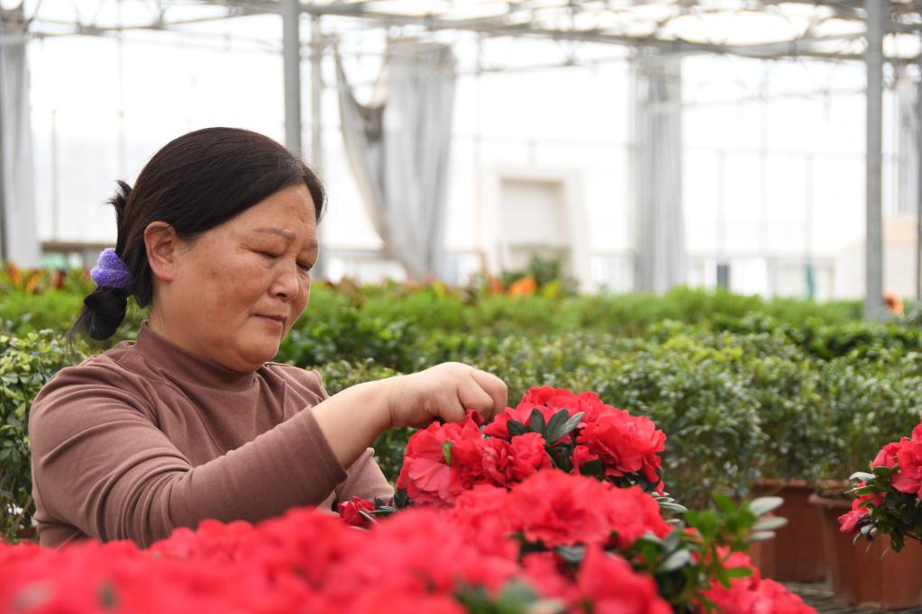 农业经纪人、市场分析员、植物造型师……秦岭村庄有了这些新职业