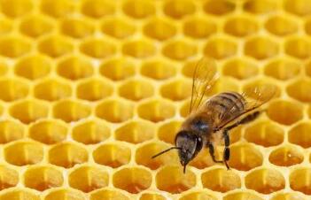 蜂巢是什么形状，为什么蜂巢是呈现六边形