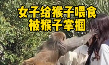 女子给猴子喂食被掌掴 景区回应（女子在景区喂猴子，被猴子扇耳光）