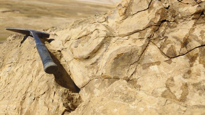 珠峰和声丨再现喜马拉雅鱼龙化石