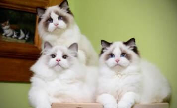 布偶猫价格多少钱一只 布偶猫多少钱一只