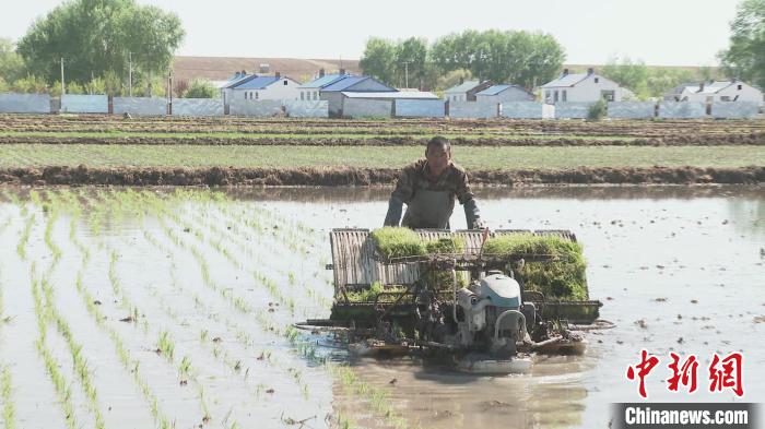 国家高寒水稻种植标准化示范区7.6万亩稻田进入插秧季