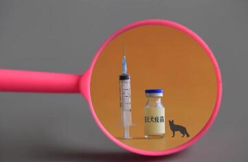狂犬疫苗多少钱一针（狂犬疫苗一般注射需要五针，也有全程四针的）
