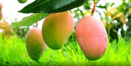 芒果是什么季节丰收的水果