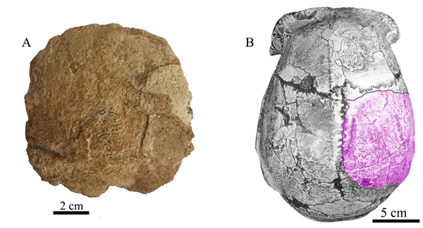 时隔50年，周口店北京人遗址新发现古人类顶骨化石